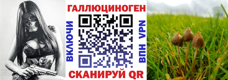 Купить где  Алдан  Галлюциногенные грибы GOLDEN TEACHER 